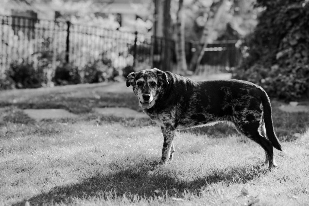 Albany Lifestyle Family Photography