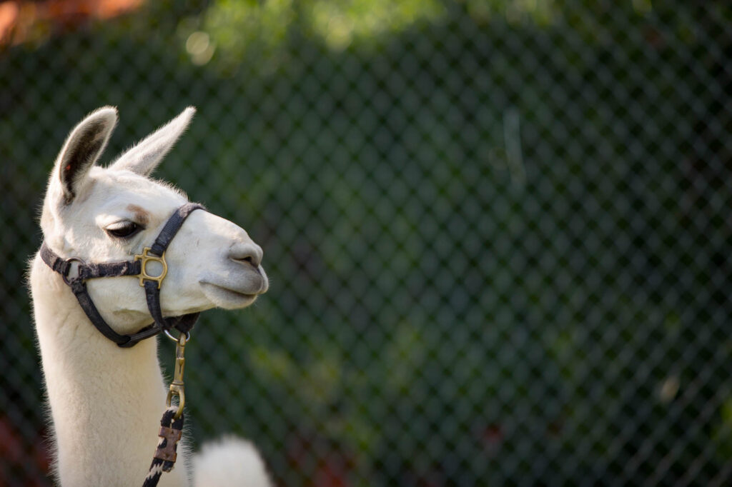 Capital Region Event Photographer