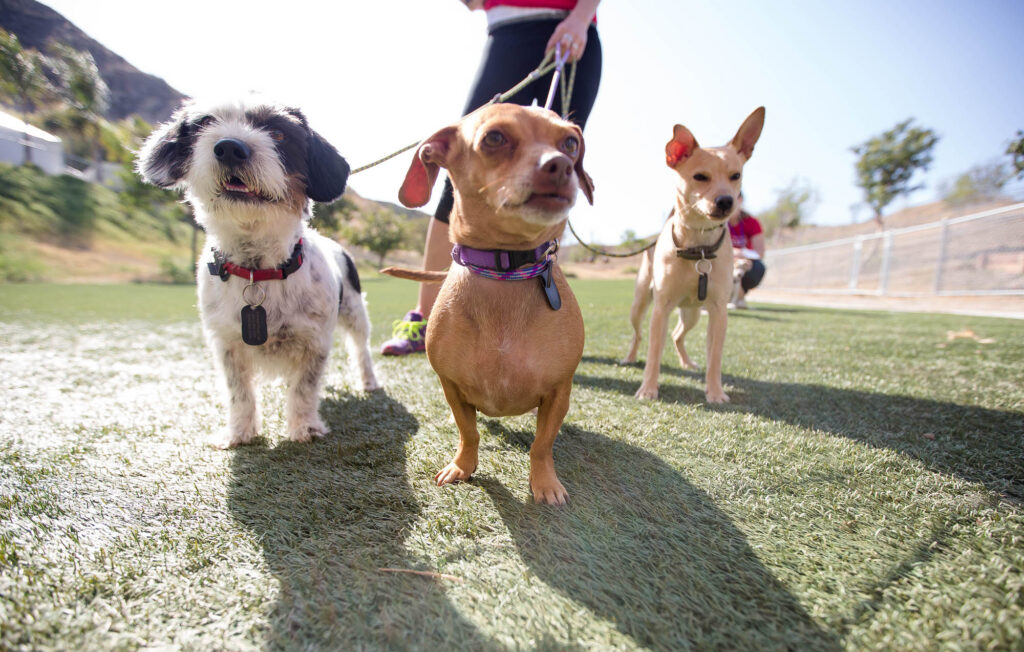 Albany Corporate Event Photographer